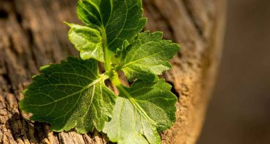 Scopri il patchouli, la nota per chi vuole sorprendere
